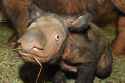 02-07-Sumatran-Rhino-A0061-v1-baby-at-the-Cincinnati-Zoo-photo-courtesy-of-the-Cincinnati-Zoo-768x512