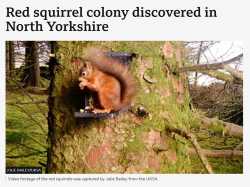 Screenshot 2025-01-21 at 12-36-12 Red squirrel colony discovered in North Yorkshire - BBC News