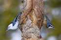 white-red-breasted-nuthatches-scaled