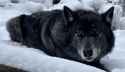 beautiful black wolf.jfif