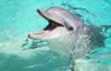 bottlenose_dolphin