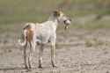 Feral-Dog-with-Little-Grebe-as-prey-CI-1