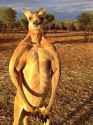 kangaroo-sanctuary-alice-springs-2_custom-23e77a11f31c4688c8557f5993d2b4af0b6d52db