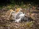 barn owl