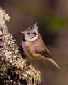 Lophophanes_cristatus_-Aviemore,_Scotland-8_(2)