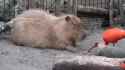 Ibis Picks Capybara&#039;s Nose