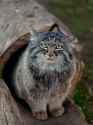 manul