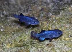 Cyprinodon_diabolis,_males