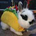 bunny-taco