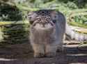 cute-manul