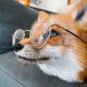 fox_glasses