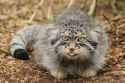 manul-tongue-out