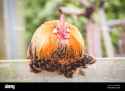 round-plump-chicken-on-a-farmyard-fence-HWXM4B