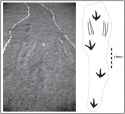 Irenesauripus (Acrocanthosaurus) tracks flipped