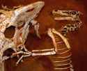 Velociraptor_and_Protoceratops_-_Fighting_dinosaurs