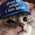 autism cat