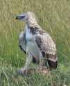 A-juvenile-martial-eagle-stands-over-a-recently-killed-4-week-old-lion-cub-on-2-June-2023