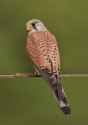 Common_kestrel_falco_tinnunculus