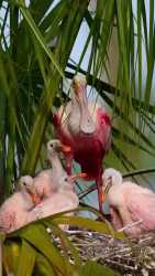 roseate spoonbills