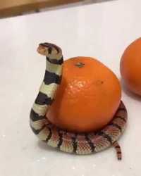 snek