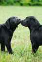 Kissing retrievers