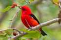 RED-Bird