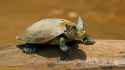 animals_hero_turtle