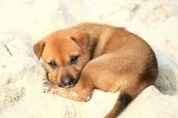 Puppy_on_Halong_Bay