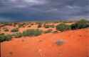 Acacia ligulata shrubland