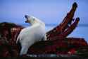 polar-bears-eating-wallpaper-4