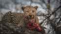 Jp-VanZyl-Leopard-eating-Steenbok-Sabi-Sands