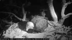 Screenshot 2025-01-27 at 07-00-05 Big Bear Bald Eagle Live Nest - Cam 1 - YouTube