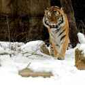 amur-tiger-approach-chris-brewington-photography-llc