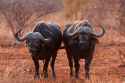 pairofcapebuffaloes