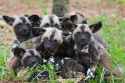 Painted dog pups