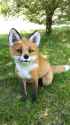 yay_realistic_foxxo_plush