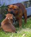 Staffy pup with dad