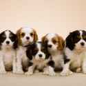 cavalier-king-charles-spaniel-puppies-600x600