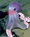 Thotopus