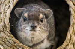 rock_hyrax_whiskers