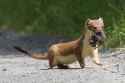 stoat-with-vole-original-mflowers-for-blog