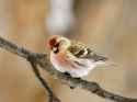 common-redpoll-aka-little-hitler-carmen-macuga