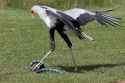 Secretary-Bird-3-1024x683