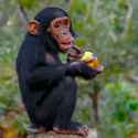 chimp eat