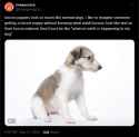 borzoi_pup