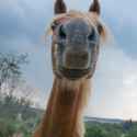 close up horse