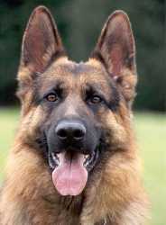 German-Shepherd