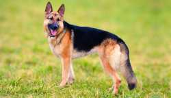 german-shepherd-2-3