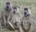 baboons