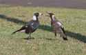 adult magpie feeds juvenile